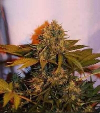 Auto Big Bud > Linda Seeds